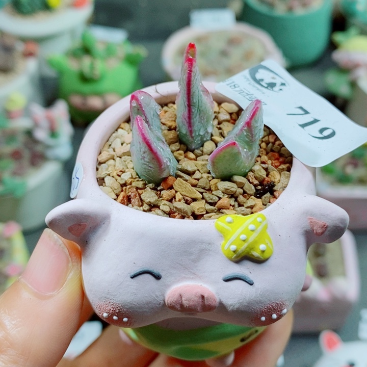 生石花花花花花花花花719