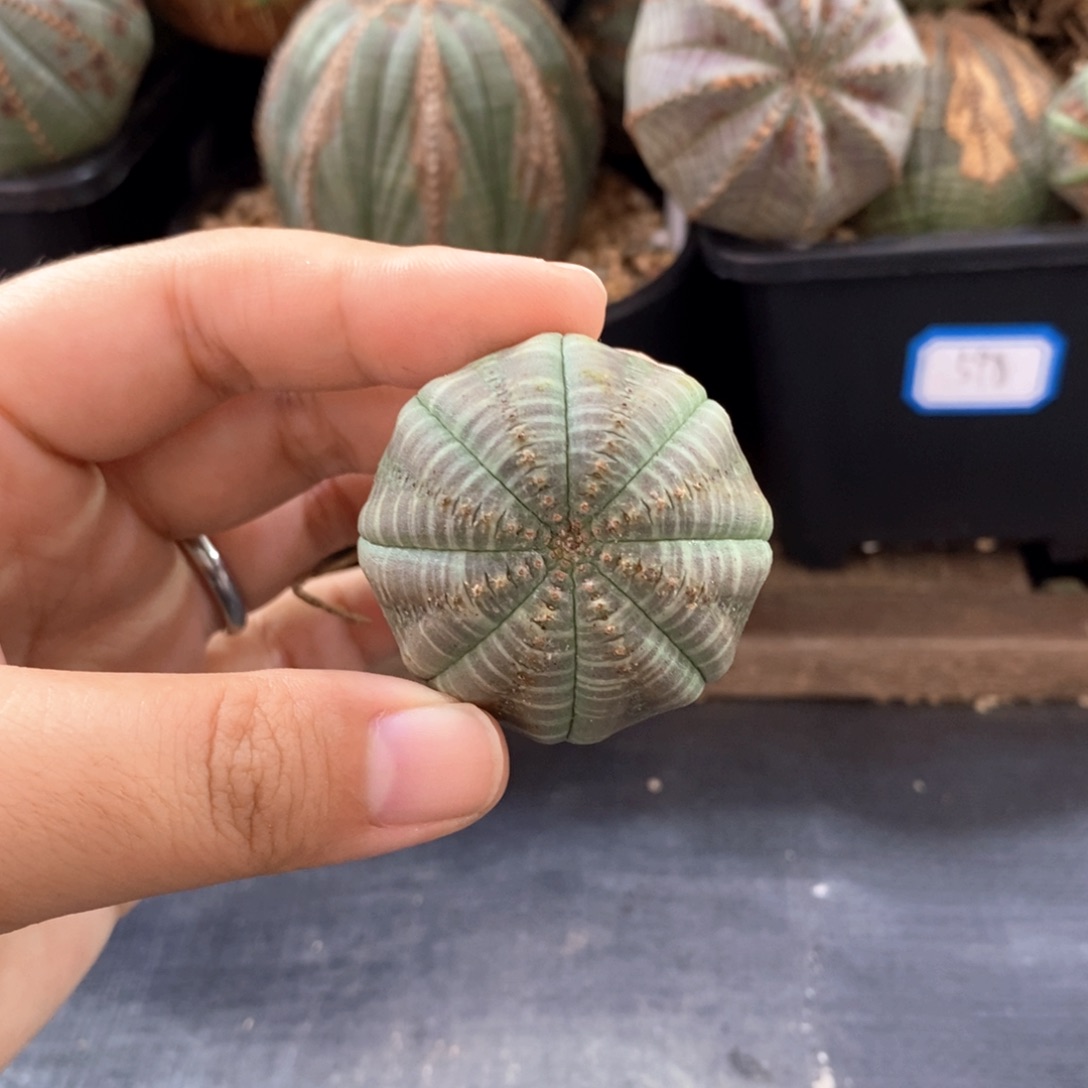 欧系实生布纹球 一物一拍