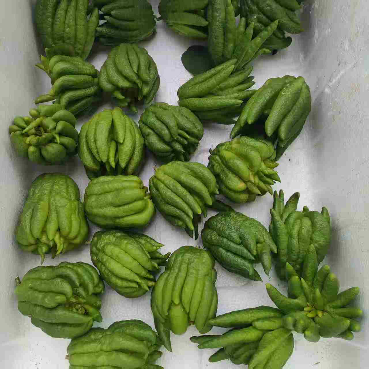 新鲜现摘佛手柑带枝可水培室内观赏闻香食用天然清香绿植