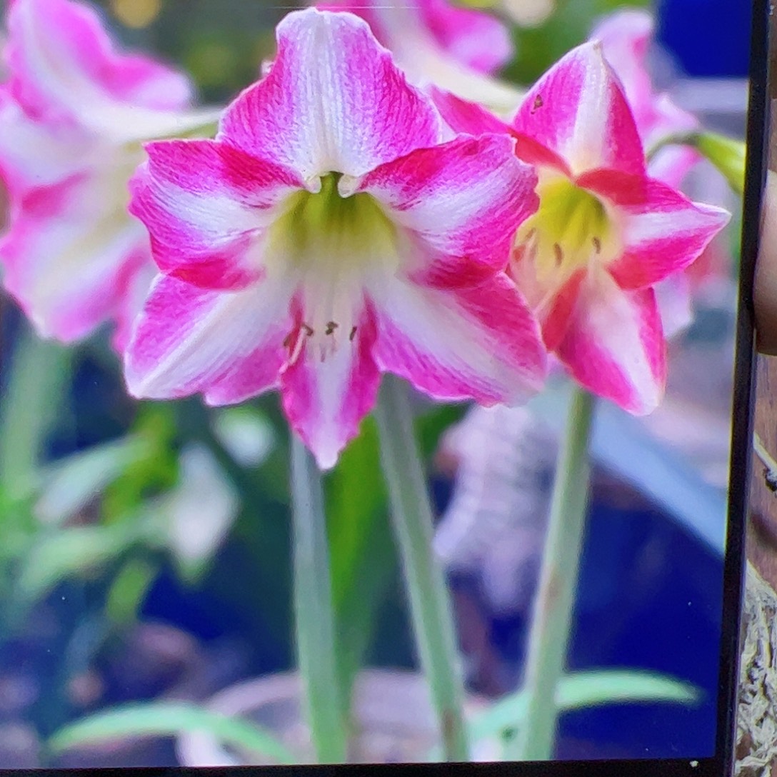 花***草朱顶红新品纳尔逊4-5cm