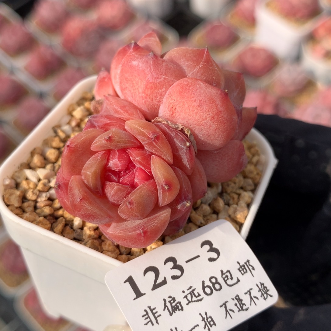 3。草莓啵啵。5cm。