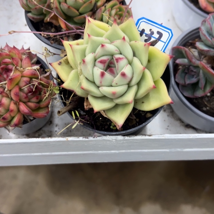 西***心一物一拍多肉多肉137