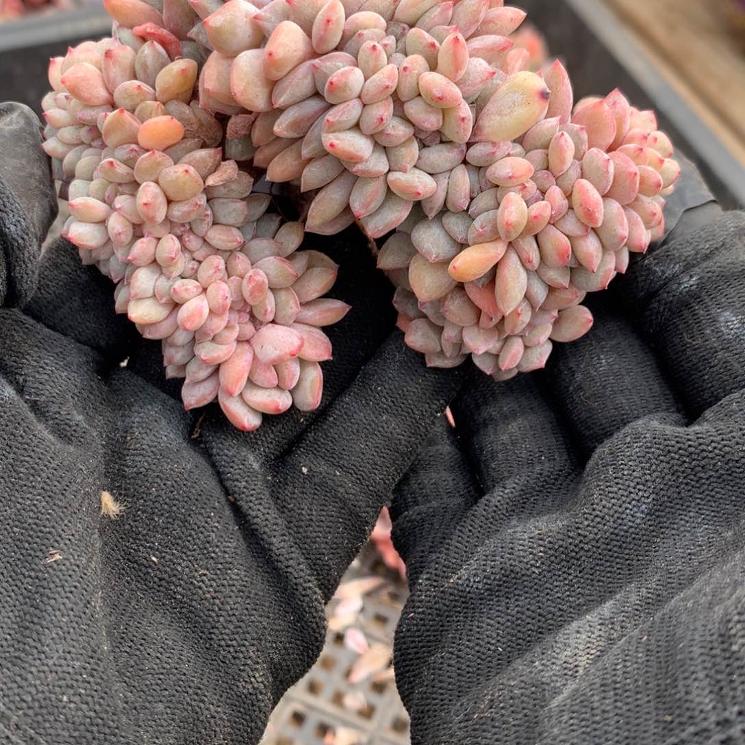 A617售后范围：签收起7天内，录开箱视频