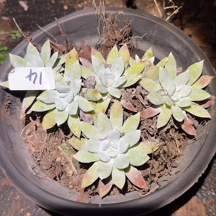 阿金尼仙女杯多肉福利