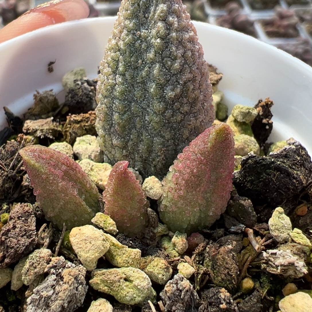 朱杂实生新品多肉植物水泡