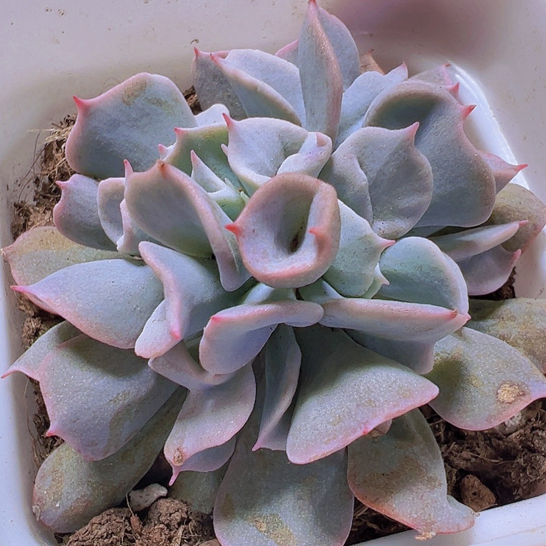 猪鼻子19包邮多肉植物