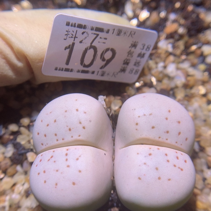 精品生石花27.109