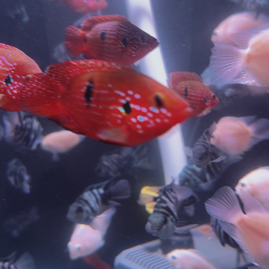 短鲷鱼血钻红宝石