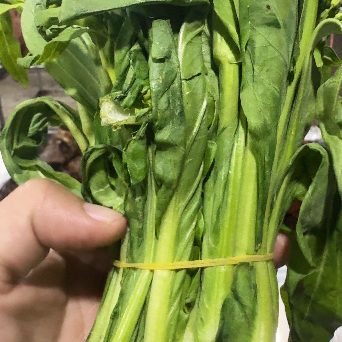 L****白菜中国大陆青菜