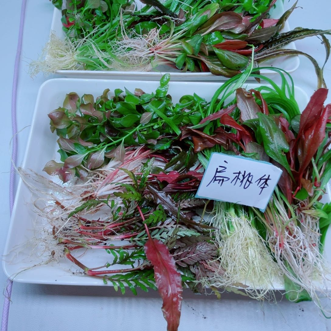 扁***言美小呆哇塞套餐一盘