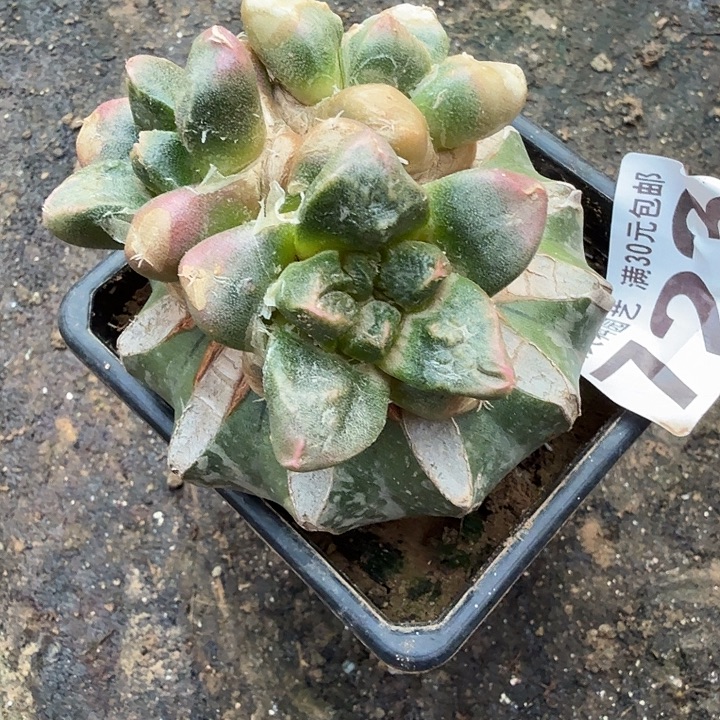 无花朵723三头龟甲牡丹锦东三