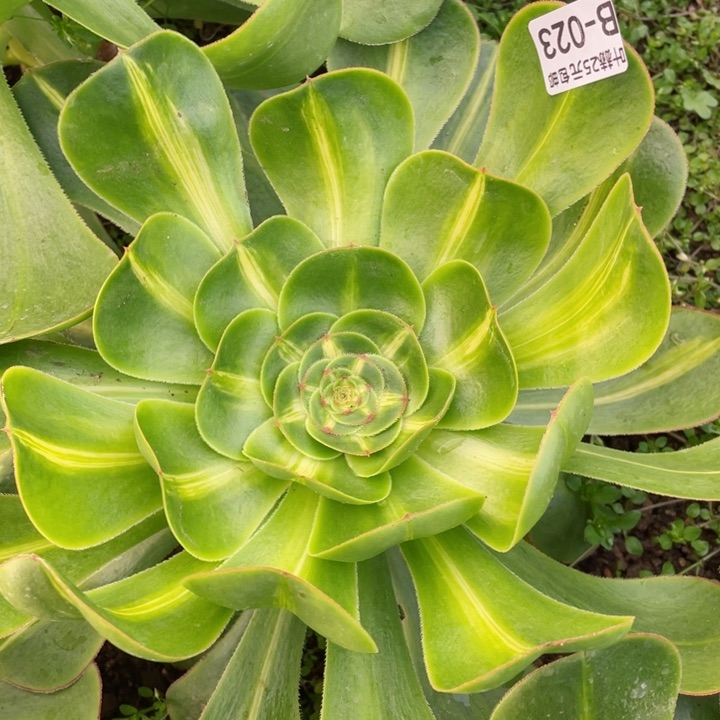 22暴君多肉12345678多肉