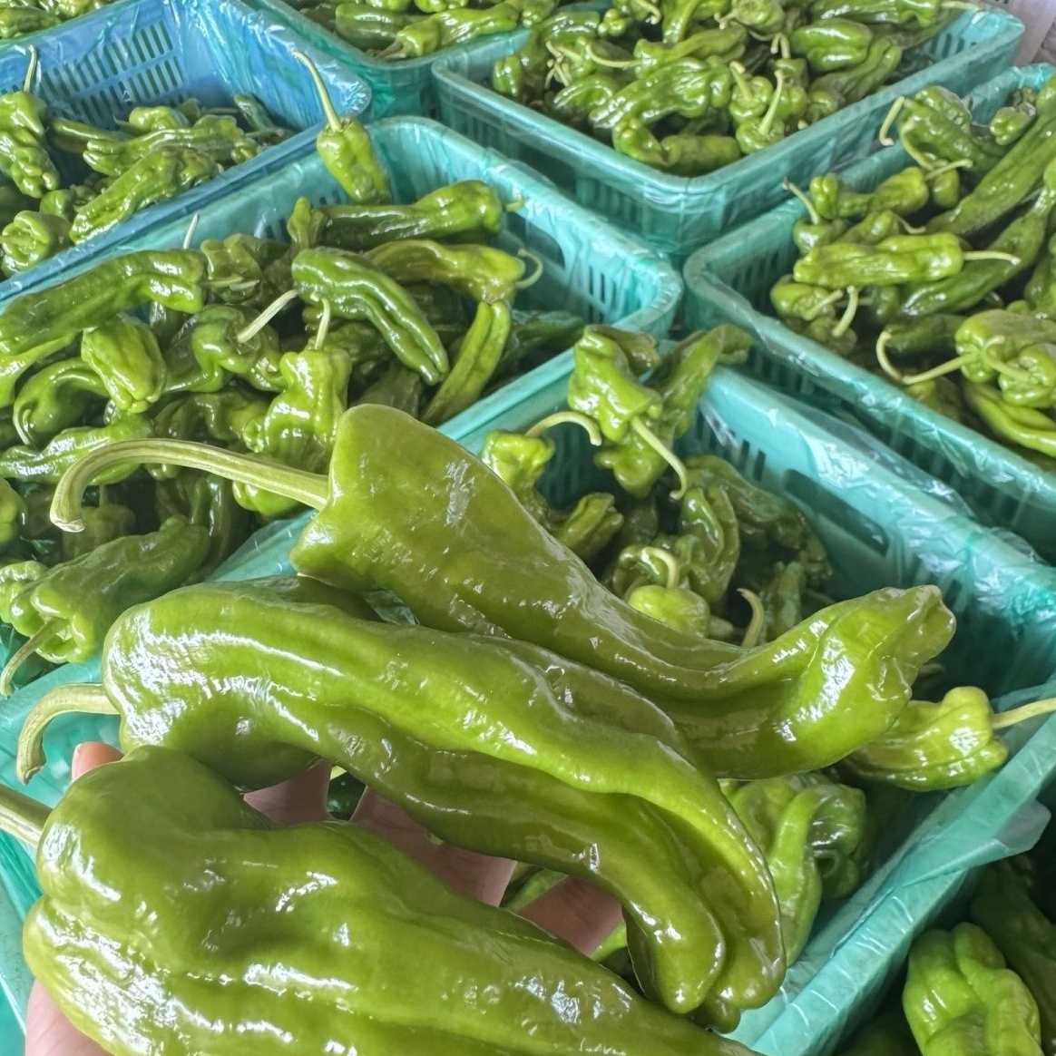 山西发货芜湖辣椒微辣青椒芜湖椒皱皮椒蔬菜整箱批发商品图
