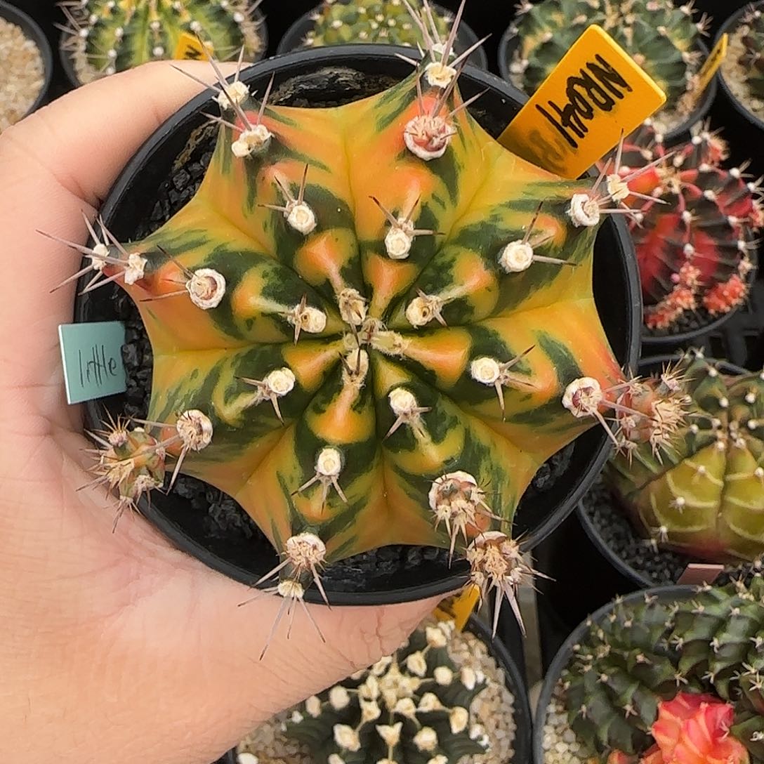 N8-1227泰国米哈小马克