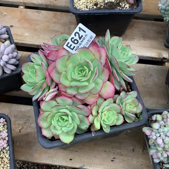 T****牡丹亭瑕疵不售后621 亏本处理退款拉黑需延时发货