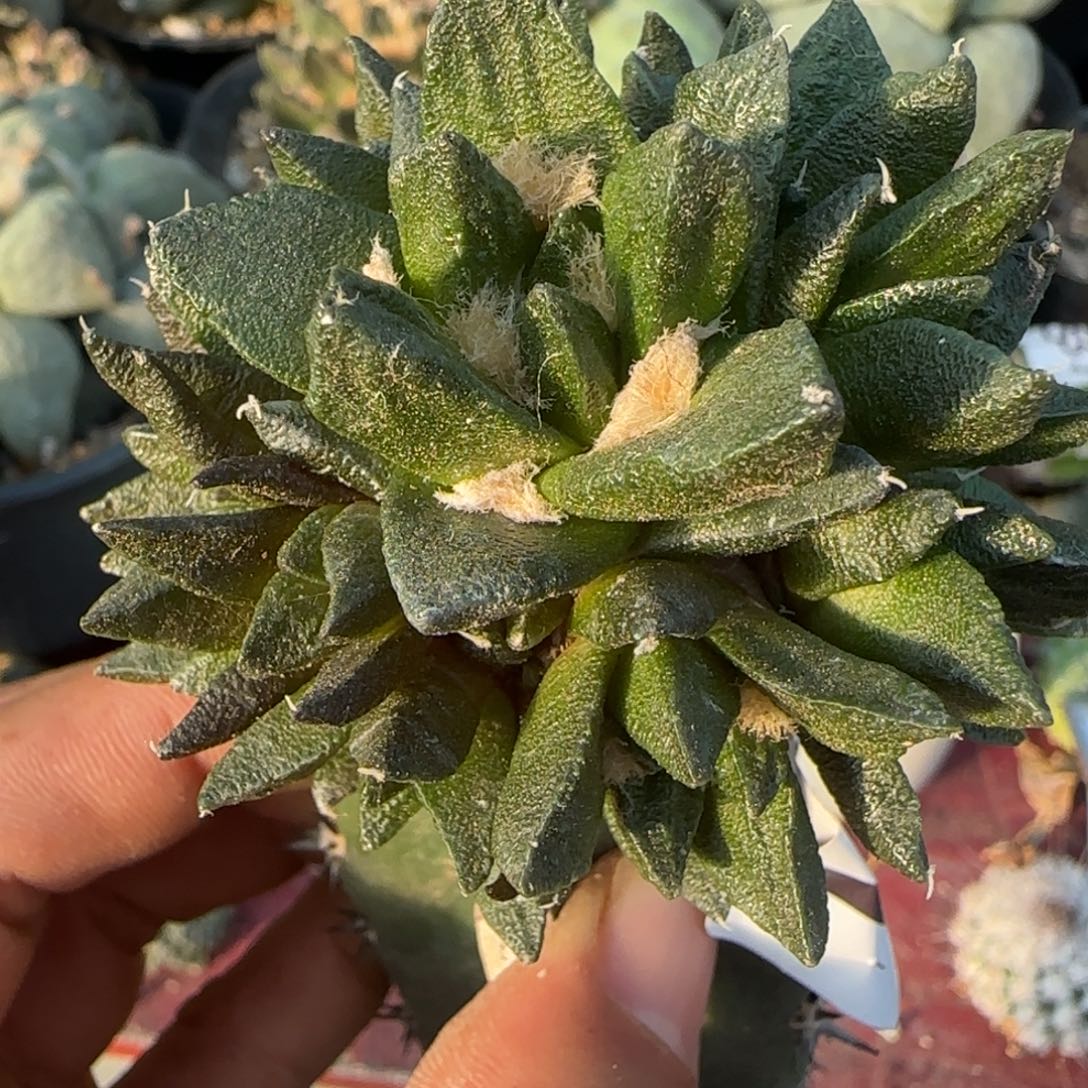 无花朵群头龙角193