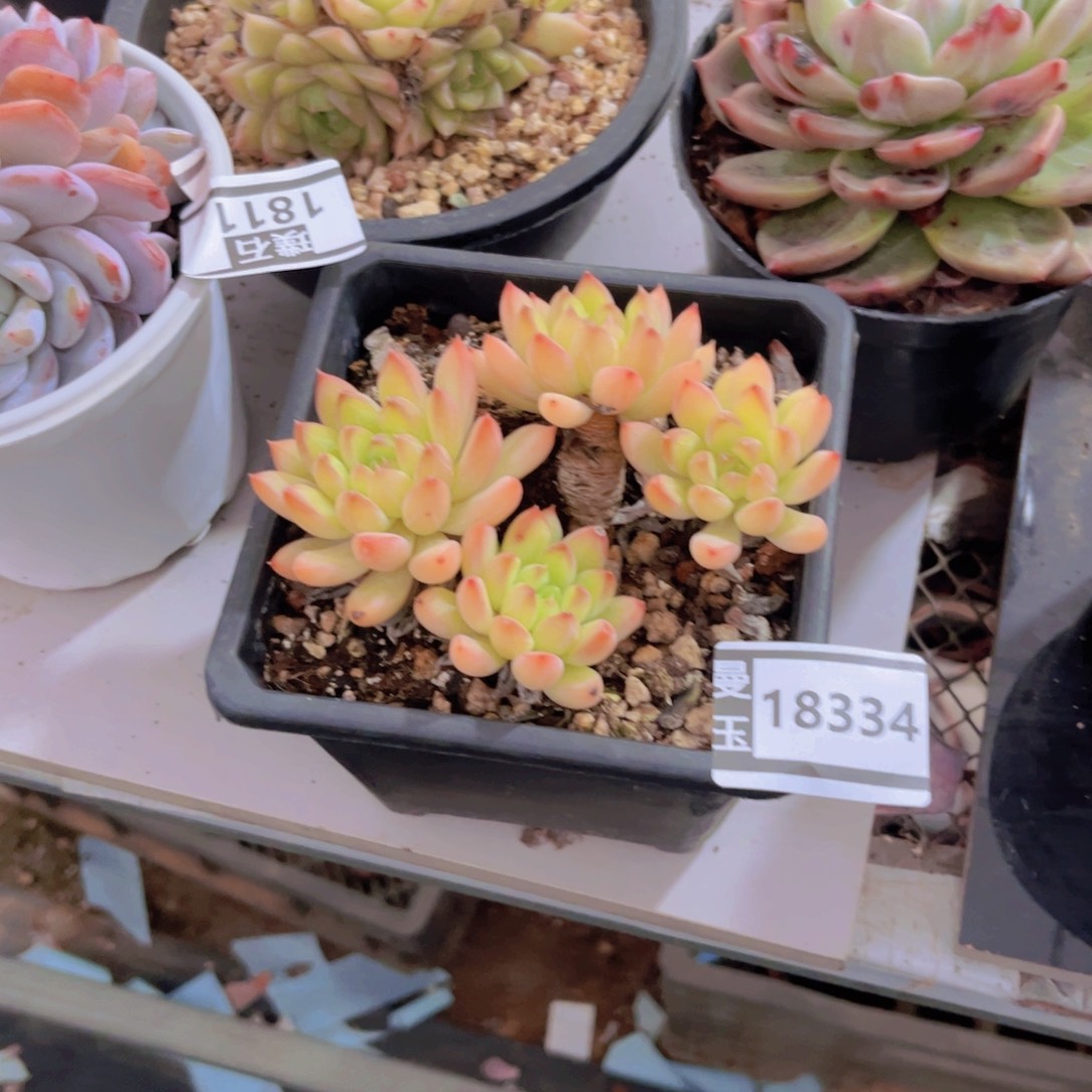 甲骨文多肉植物18334