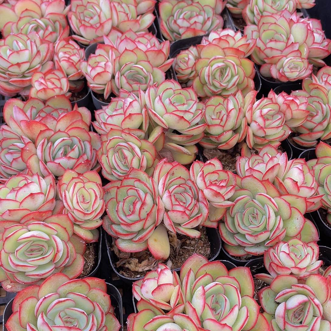 量拍150号 牡丹亭群生一个