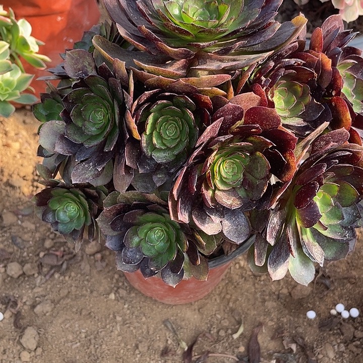 天***膀503黑美人多肉植物