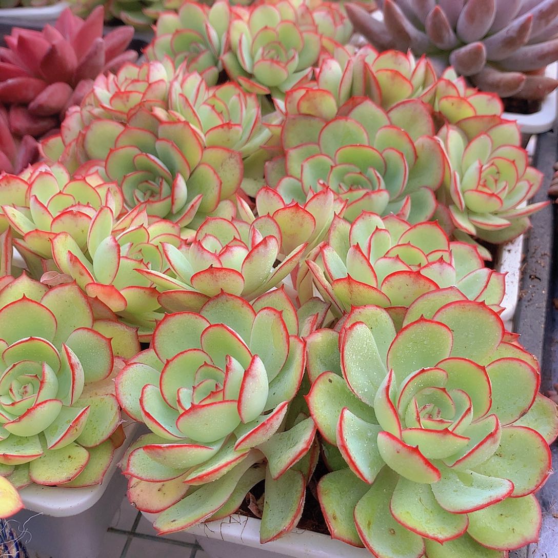 牡丹亭群3567899999000