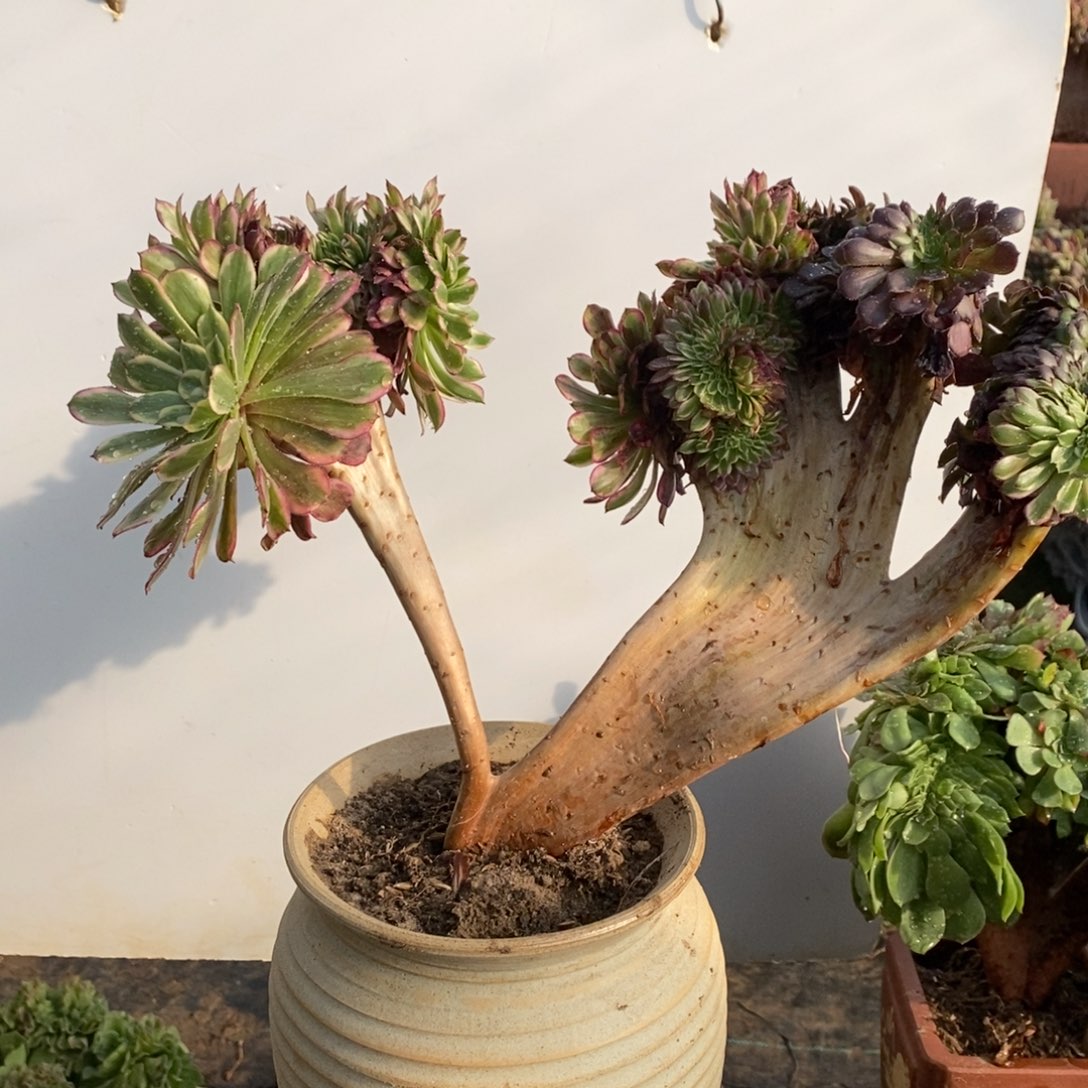 山***王水彩画缀化1颗多肉1颗1548号