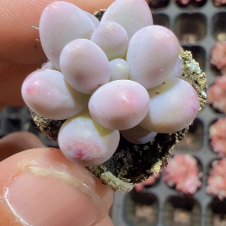 汤圆精品多肉植物大战