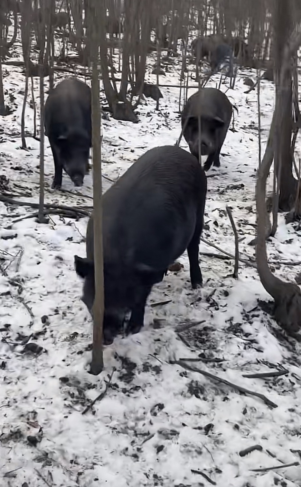 东北跑山野猪二代 后腿肉  2KG纯粮食喂养顺丰发货生长23个月以上