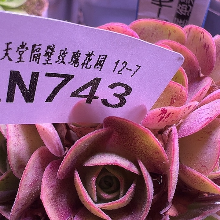 露妮743潘系1代璃龙侧芽-红边红纹