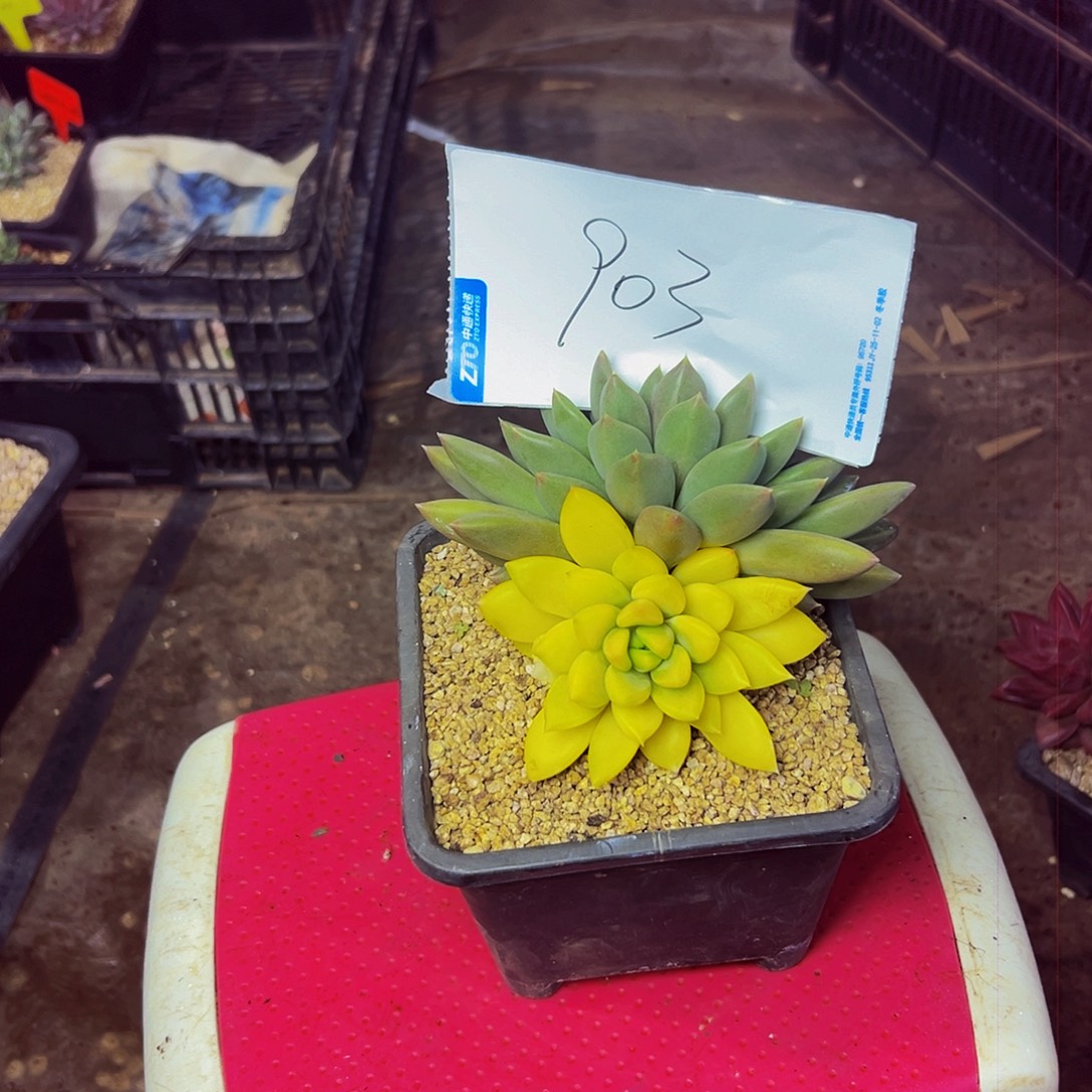 张***凡903号一物一拍脱土包邮