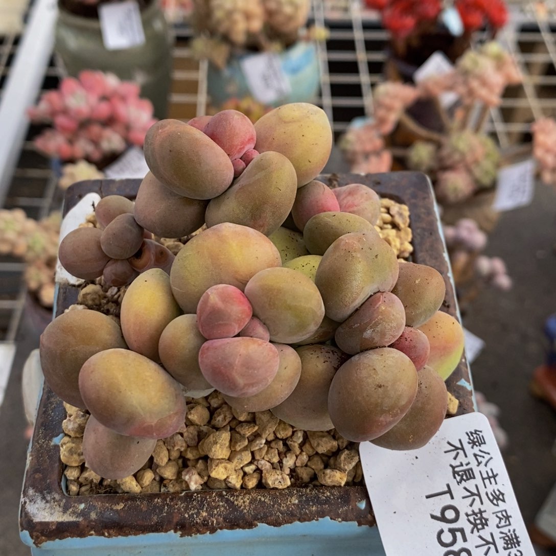 芒果奶酪金蟾kk奶958/9cm有伤