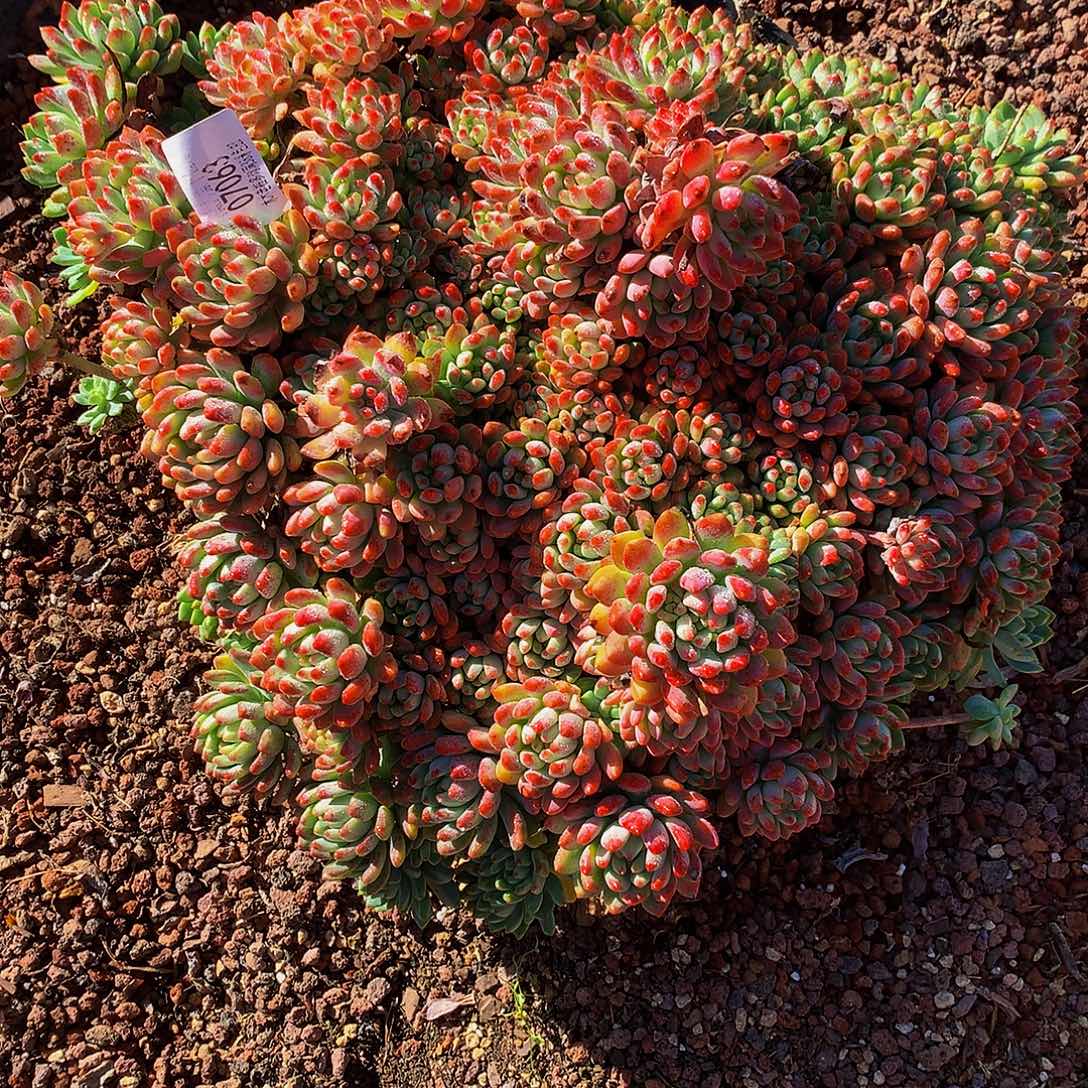 岁***浅    蓝苹果多肉07063