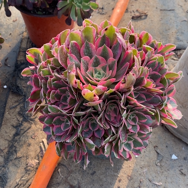 邀月102多肉植物法师法师