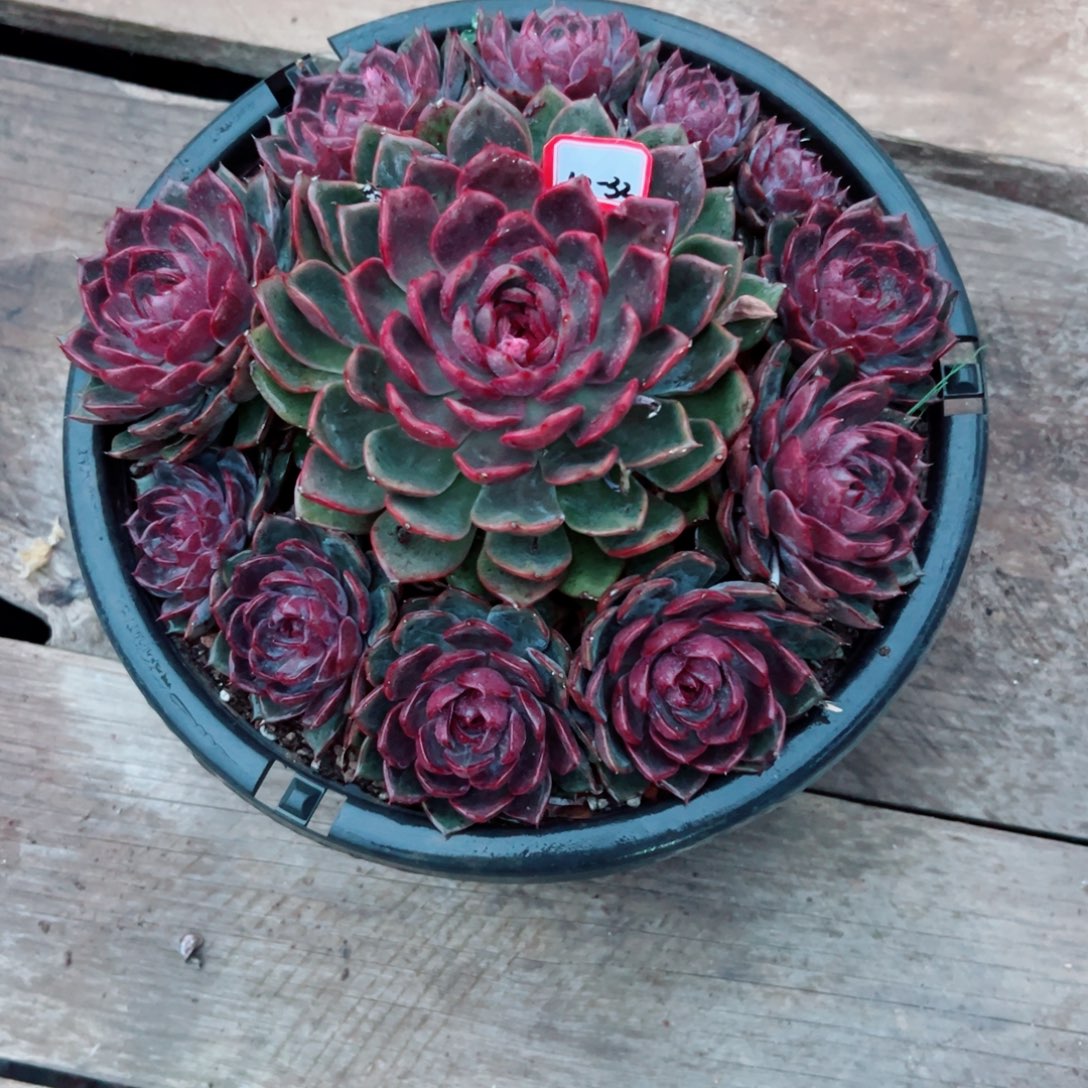 让***！精品多肉植物老桩妖姬