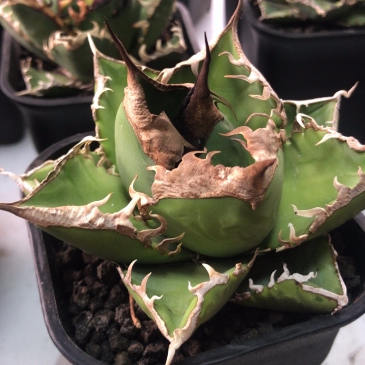 立可白仁王冠龙舌兰