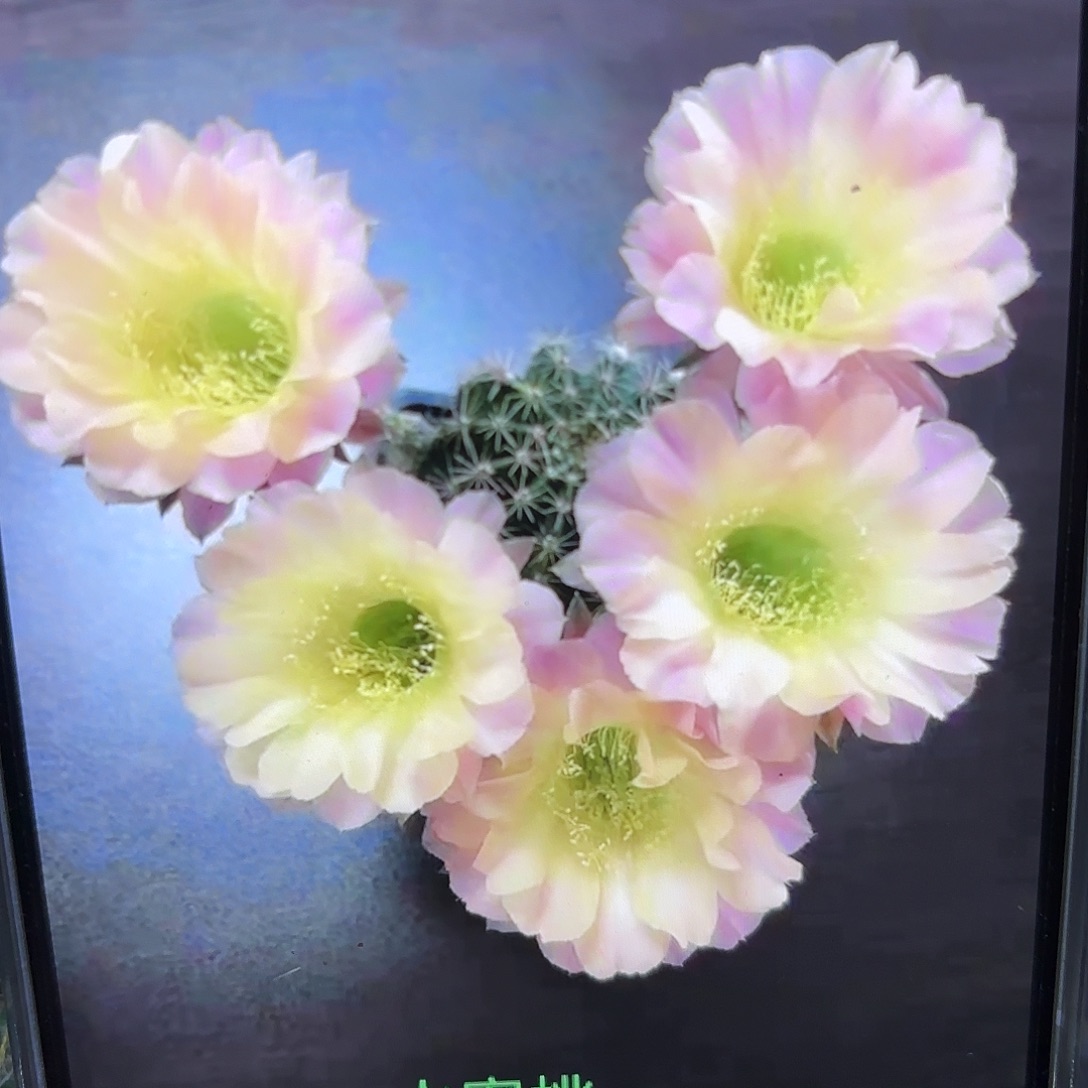 水蜜桃彩4-5公分侧牙20包邮41