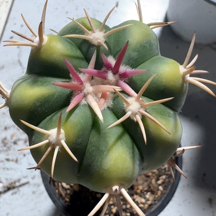 割刺翠平丸锦苗接孤品