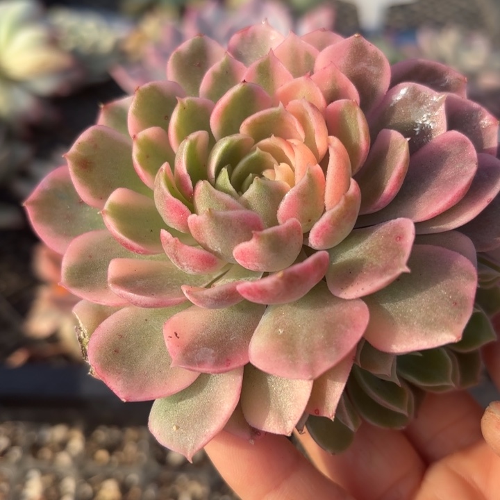 多肉之物非偏远满18包邮沙漠玫瑰锦