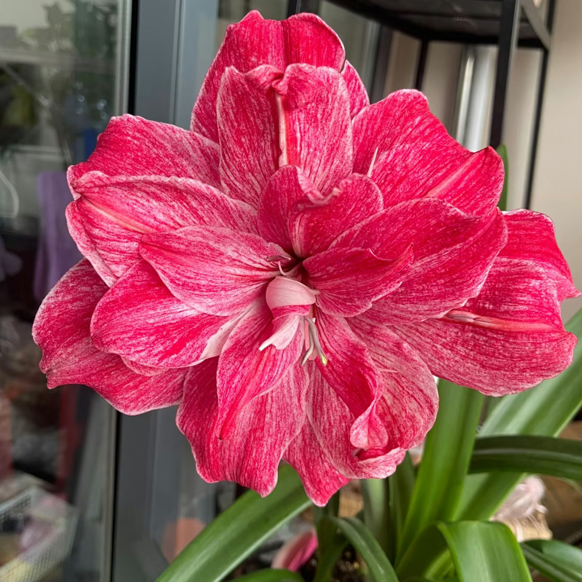 贵妇朱顶红 5-6带盆栽好只包对版不包后期养护