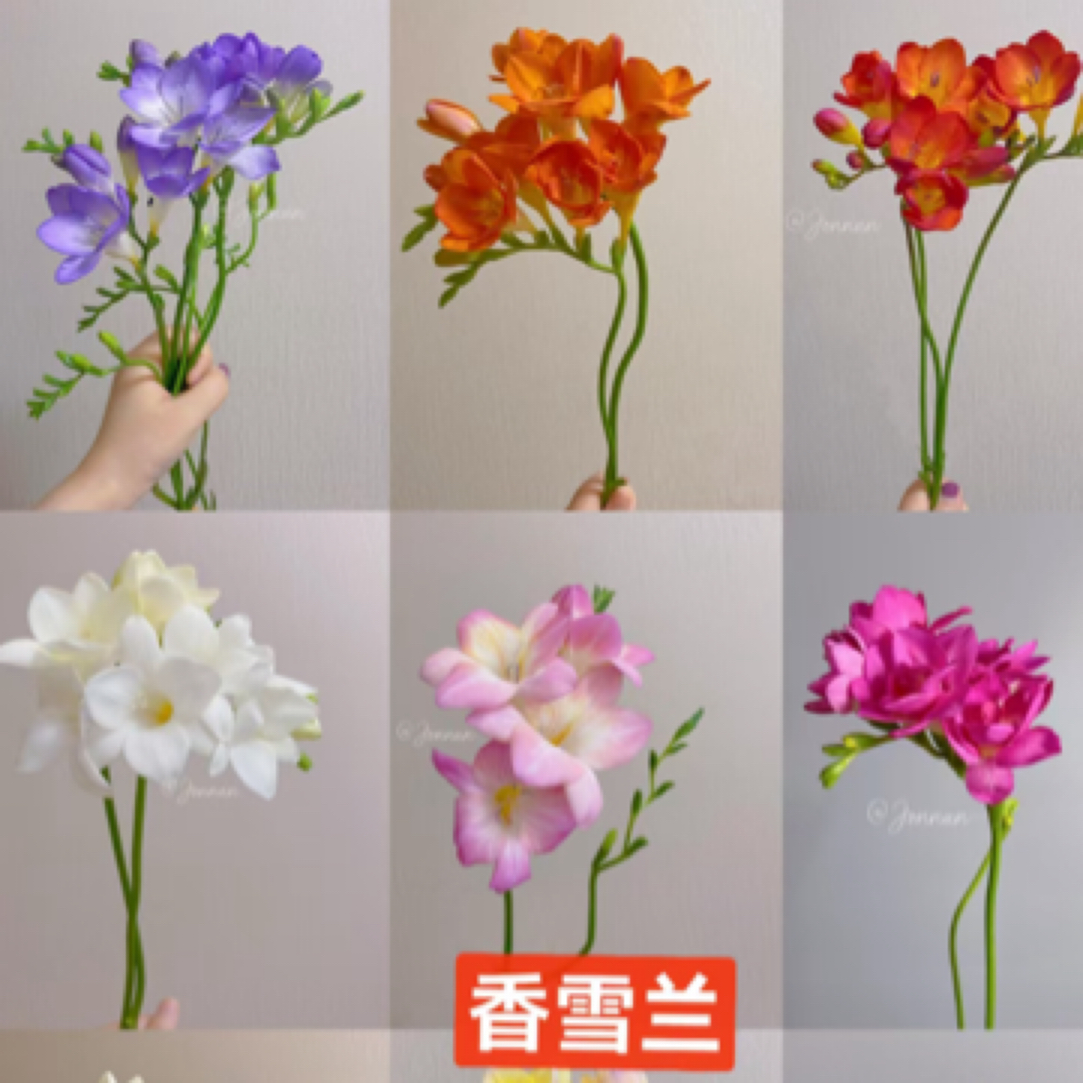 香雪兰 多色 同城派送 1-2小时送达