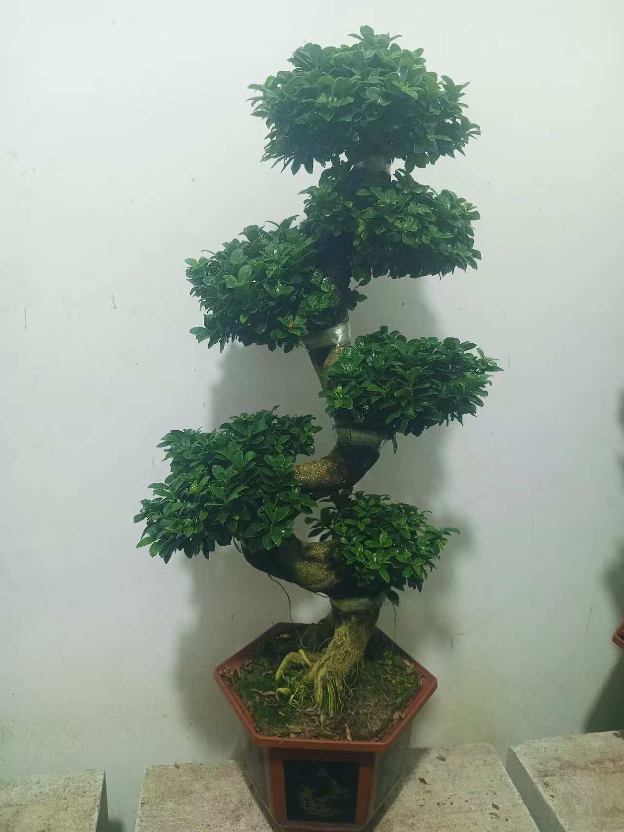 S形金钱榕树带盆高度85cm到95cm左右简单易养净化空气