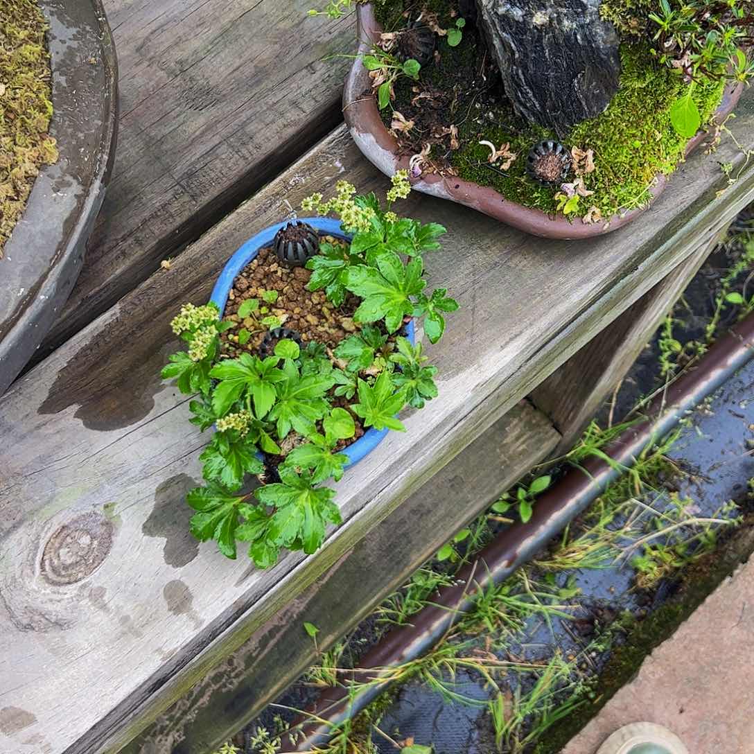 A****】盆景盆景盆景不包邮