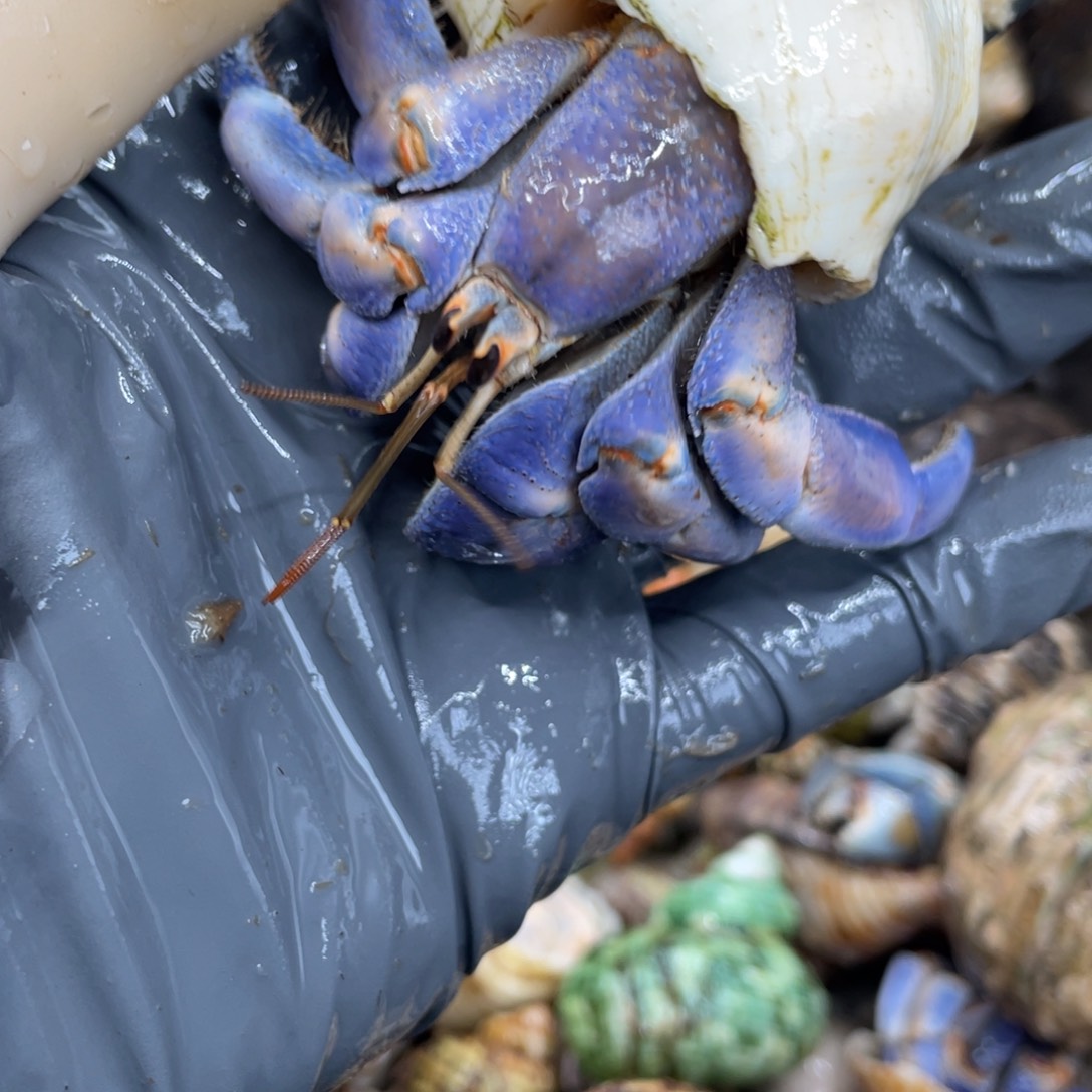 不退不换活体宠物76