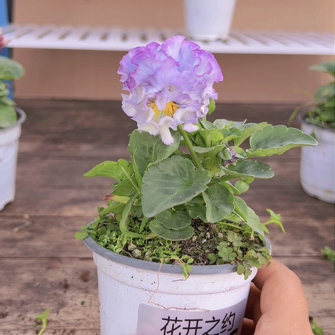 【闪购商品】完全开放136号