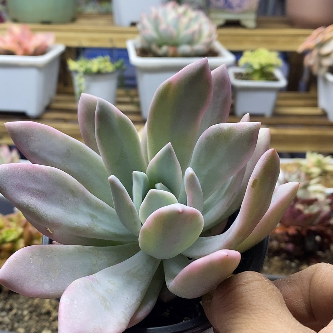 2612 奥普覆轮锦