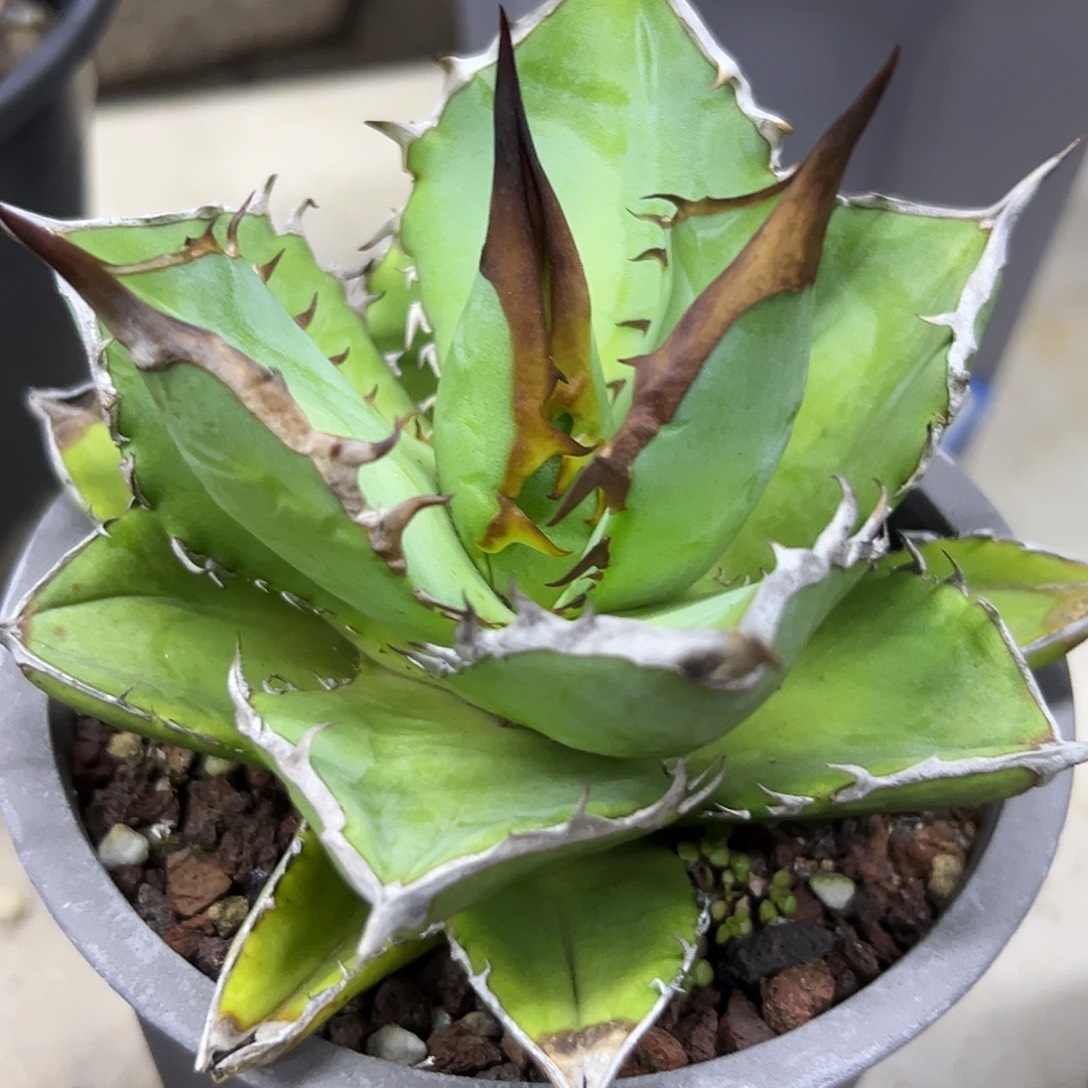 小岛一物一拍偏远不包邮不退不换