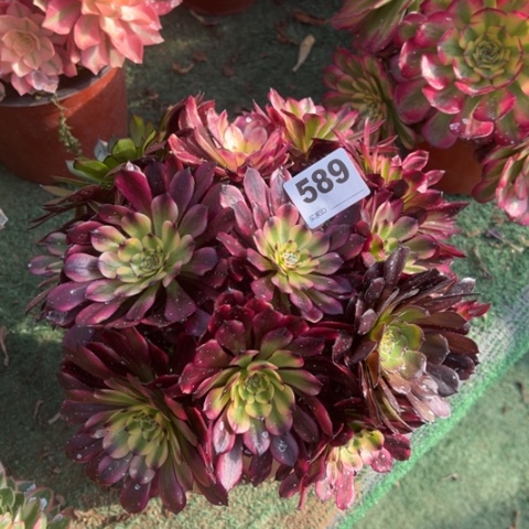 589美肌朵朵多肉