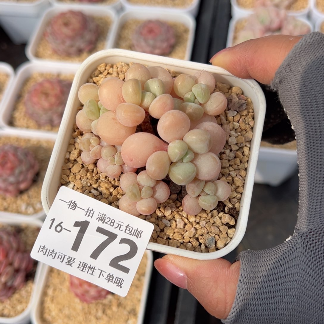 萤火虫奶多肉多多肉多肉