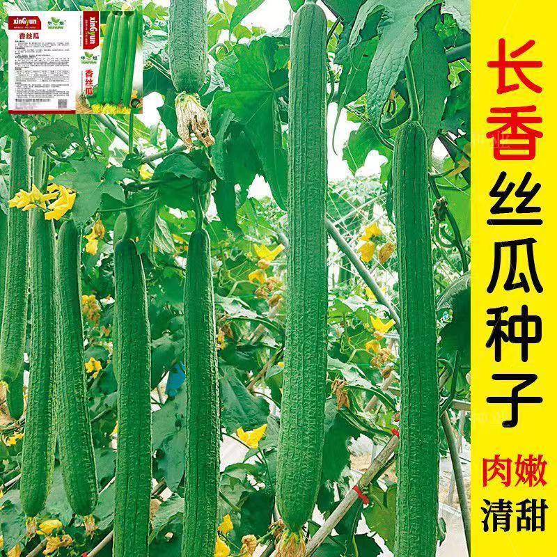 【全店满5包包邮】早熟高产长丝瓜肉种子适合庭院种植四季蔬菜种籽