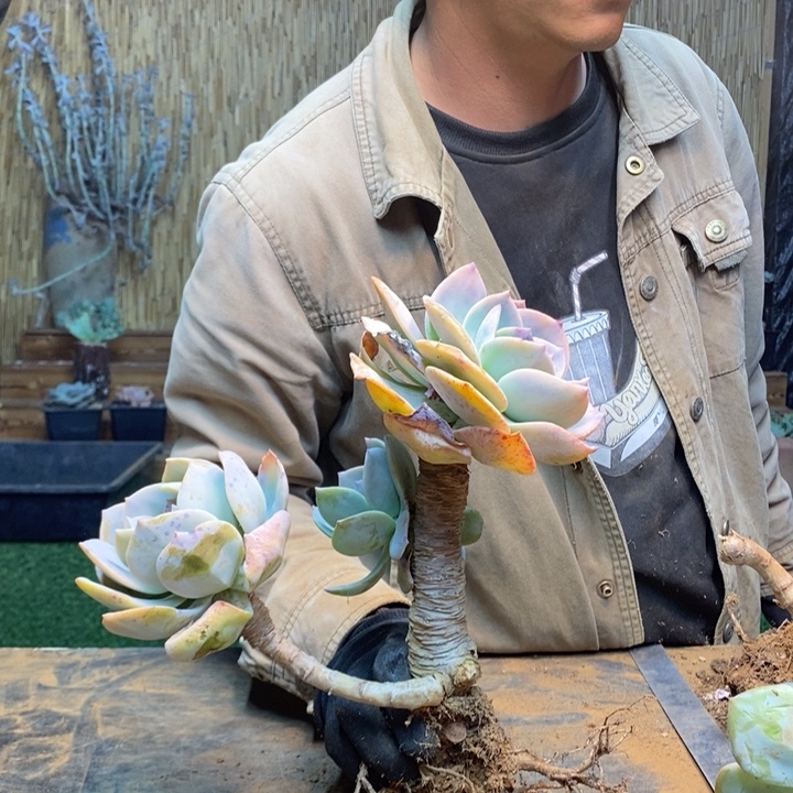 兵***下298 号白凤多肉植物