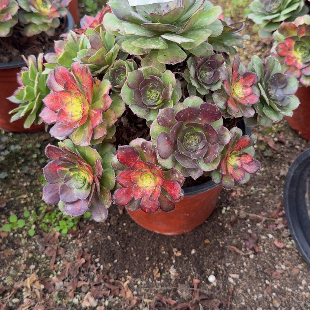 124海王七彩。多肉植物